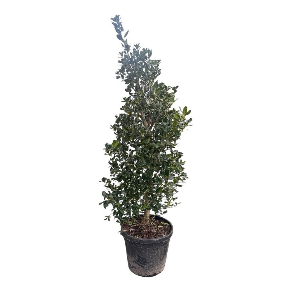 Nagy-levelű magyal (Ilex mutchagara 'Nellie R. Stevens')