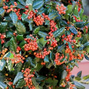Nagy-levelű magyal (Ilex mutchagara 'Nellie R. Stevens')