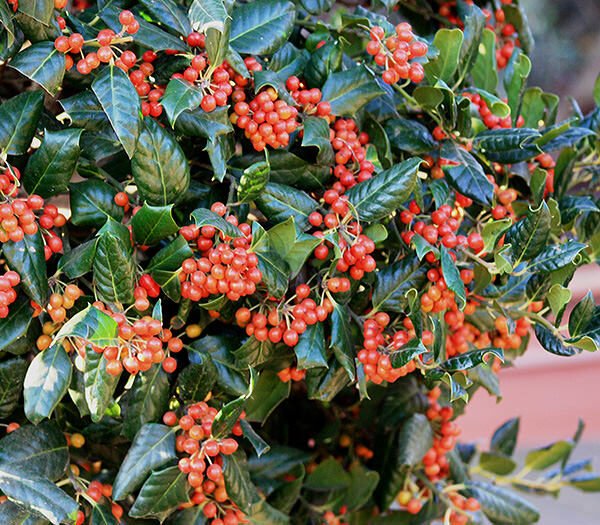 Nagy-levelű magyal (Ilex mutchagara 'Nellie R. Stevens')