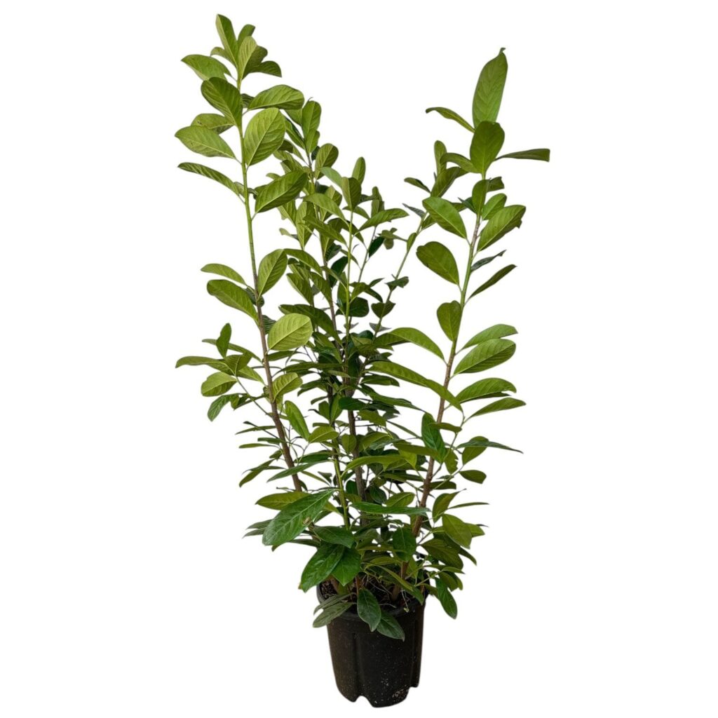 Nagylevelű babérmeggy (Prunus laurocerasus 'Novita')