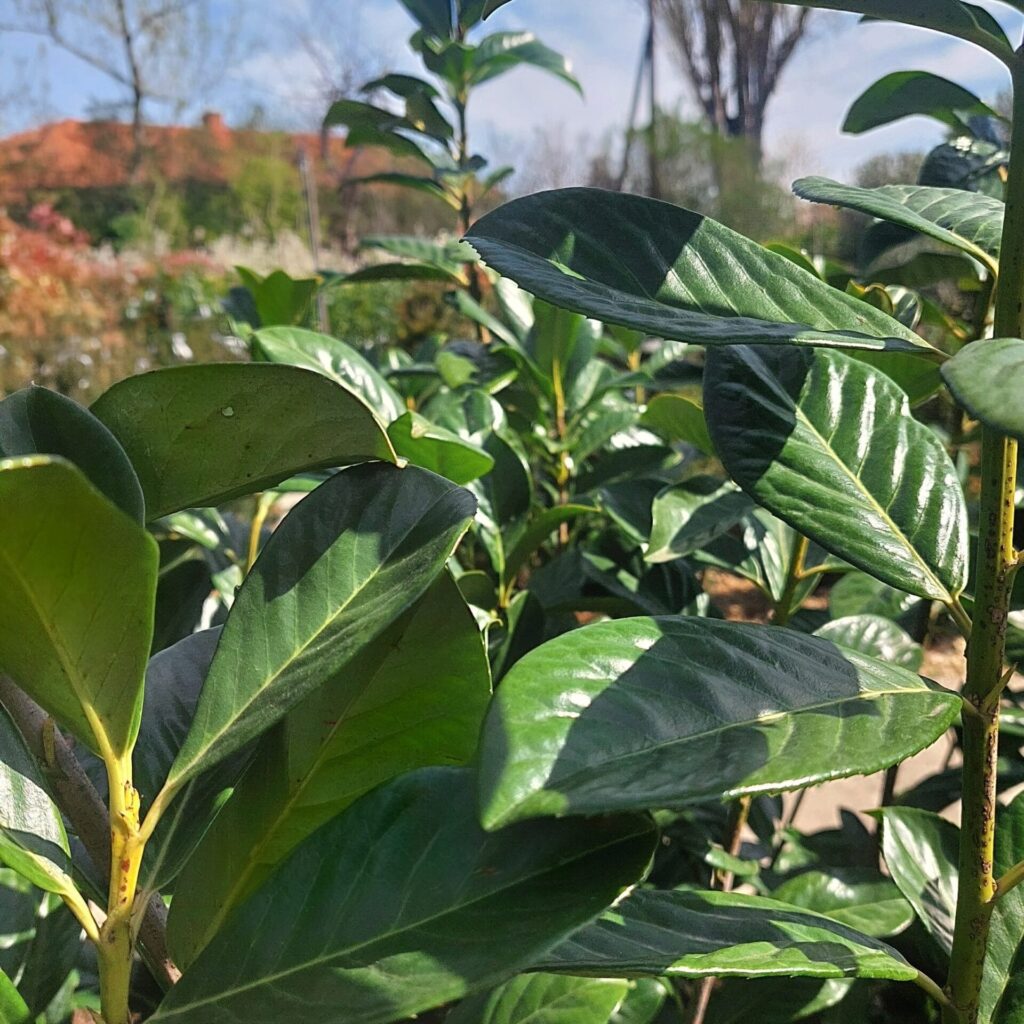 Nagylevelű babérmeggy (Prunus laurocerasus 'Novita')