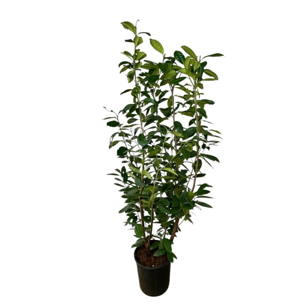 Nagylevelű babérmeggy (Prunus laurocerasus 'Novita')