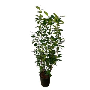 Nagylevelű babérmeggy (Prunus laurocerasus 'Novita')