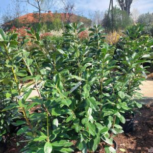 Nagylevelű babérmeggy (Prunus laurocerasus 'Novita')