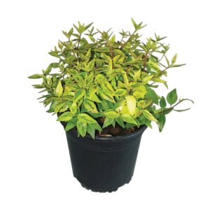 Nagyvirágú abélia (Abelia grandiflora)