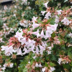 Nagyvirágú abélia (Abelia grandiflora)