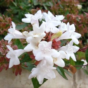 Nagyvirágú abélia (Abelia grandiflora 'Compacta')