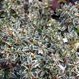 Nagyvirágú ábelia (Abelia grandiflora 'Confetti')