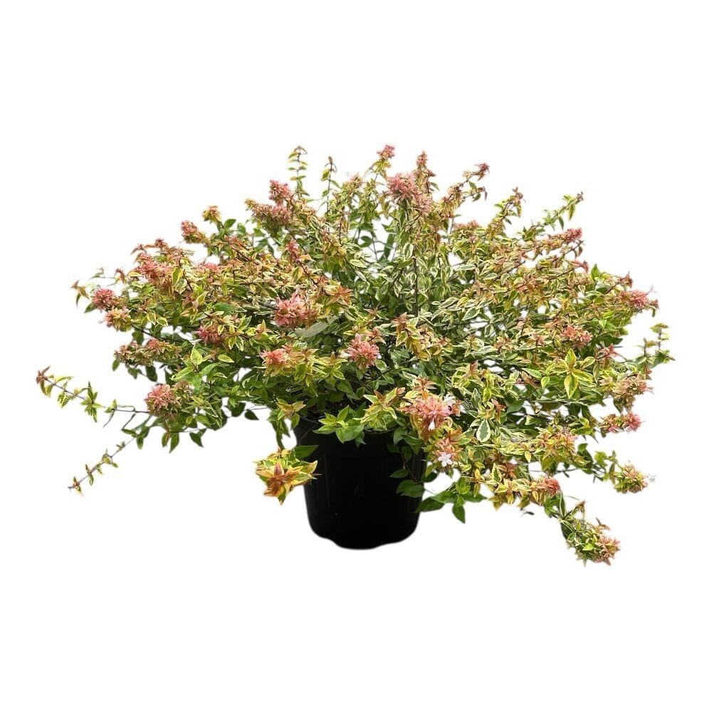 Nagyvirágú abélia (Abelia grandiflora 'Kaleidoscope')