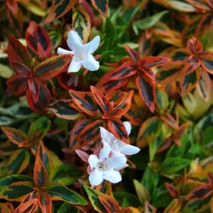 Nagyvirágú abélia (Abelia grandiflora 'Kaleidoscope')