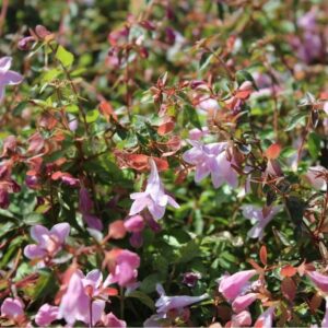 Nagyvirágú ábelia (Abelia grandiflora 'Pinky Bells')