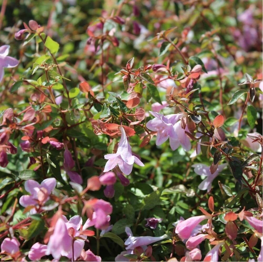 Nagyvirágú ábelia (Abelia grandiflora 'Pinky Bells')