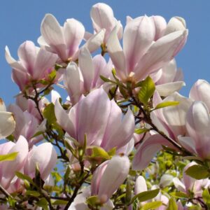 Nagyvirágú liliomfa (Magnolia soulangiana)