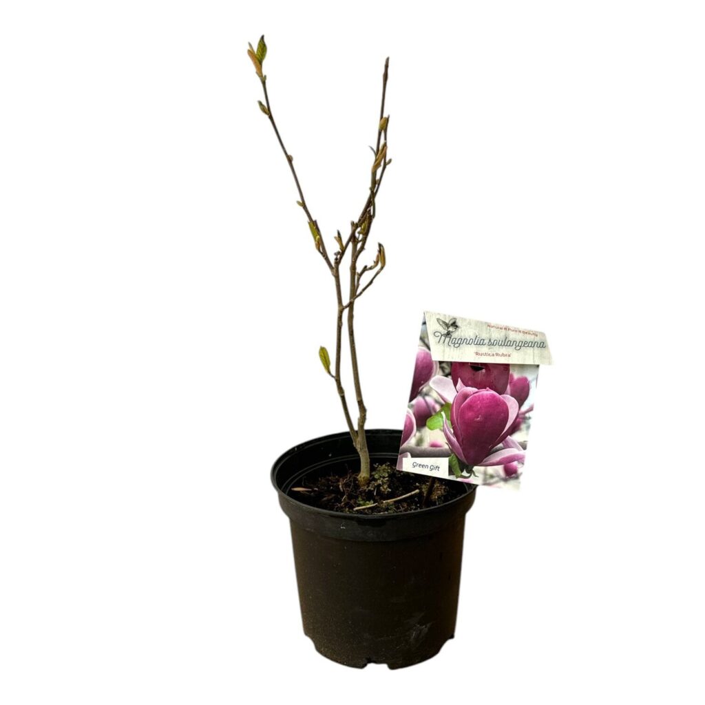 Nagyvirágú liliomfa (Magnolia soulangiana 'Rustica Rubra')