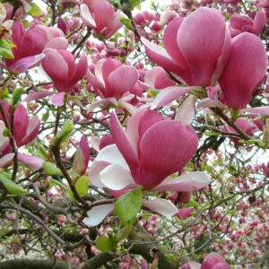 Nagyvirágú liliomfa (Magnolia soulangiana 'Rustica Rubra')