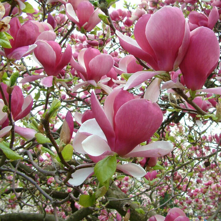 Nagyvirágú liliomfa (Magnolia soulangiana 'Rustica Rubra')