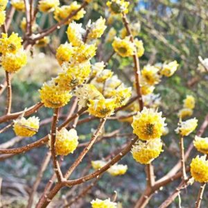 Nagyvirágú papírcserje (Edgeworthia chrysantha 'Grandiflora')