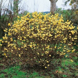 Nagyvirágú papírcserje (Edgeworthia chrysantha 'Grandiflora')