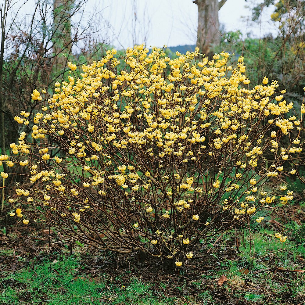 Nagyvirágú papírcserje (Edgeworthia chrysantha 'Grandiflora')