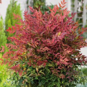 Nandina domestica