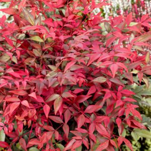 Nandina domestica 'Gulf Stream'
