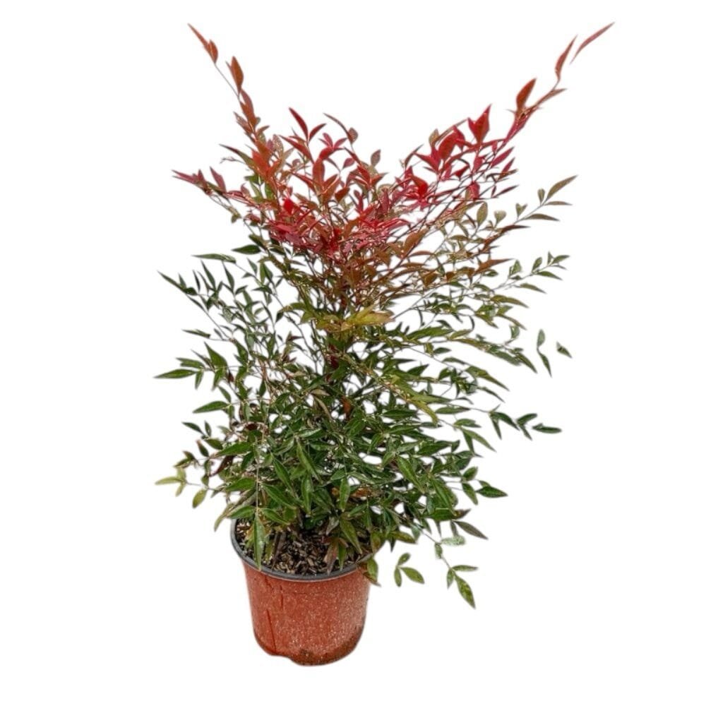 Nandina domestica 'Obsessed'