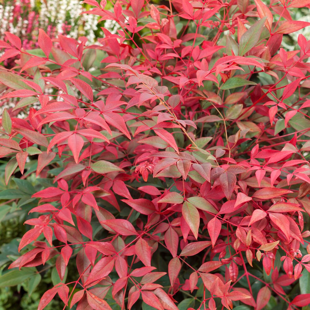 Nandina domestica 'Obsessed'