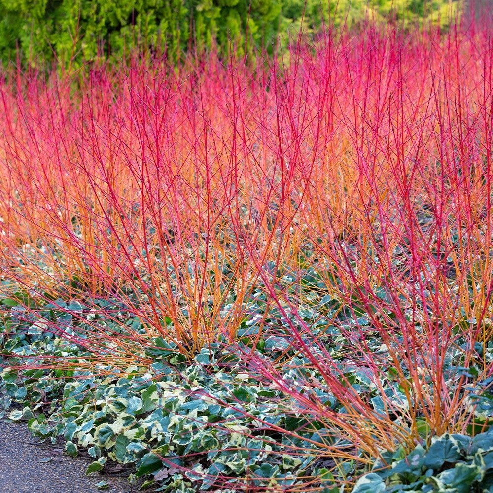 Narancsvesszős som (Cornus sanguinea 'Anny's Winter Orange')
