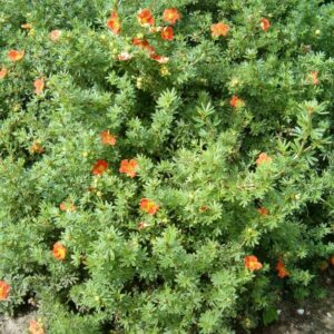 Narancsvirágú pimpó (Potentilla fruticosa 'Red Ace')