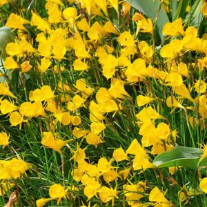 Narcissus golden bells
