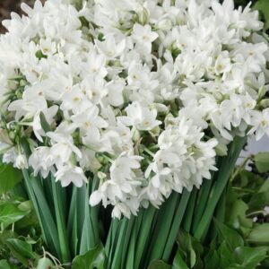 Narcissus paperwhite