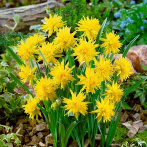 Narcissus rip van winkle