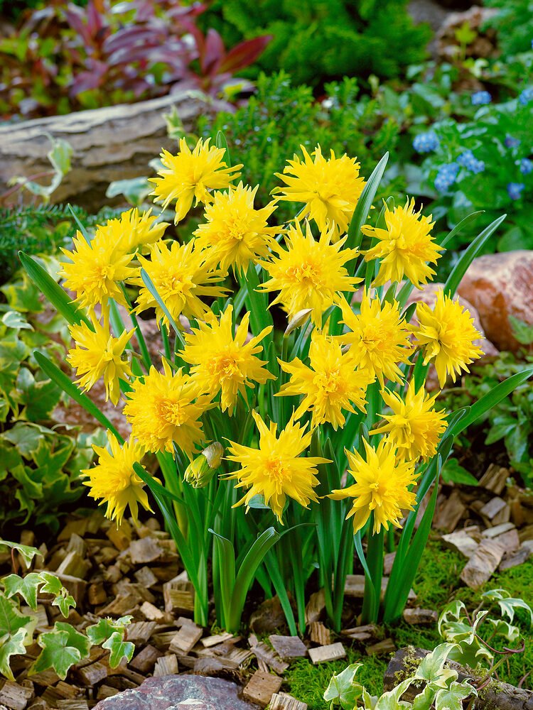 Narcissus rip van winkle