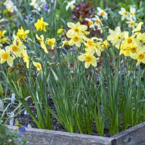 Narcissus rosewarne