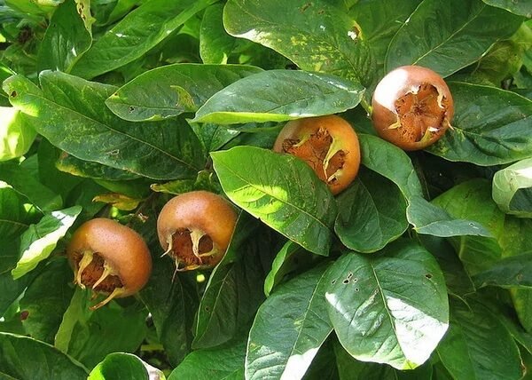Naspolya (Mespilus germanica 'Hollandi Óriás')