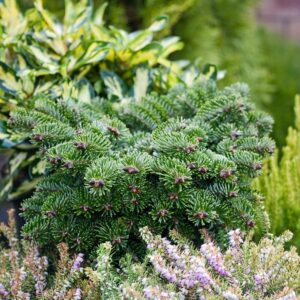 Nordmann fenyő (Abies nordmanniana 'Munsterland')