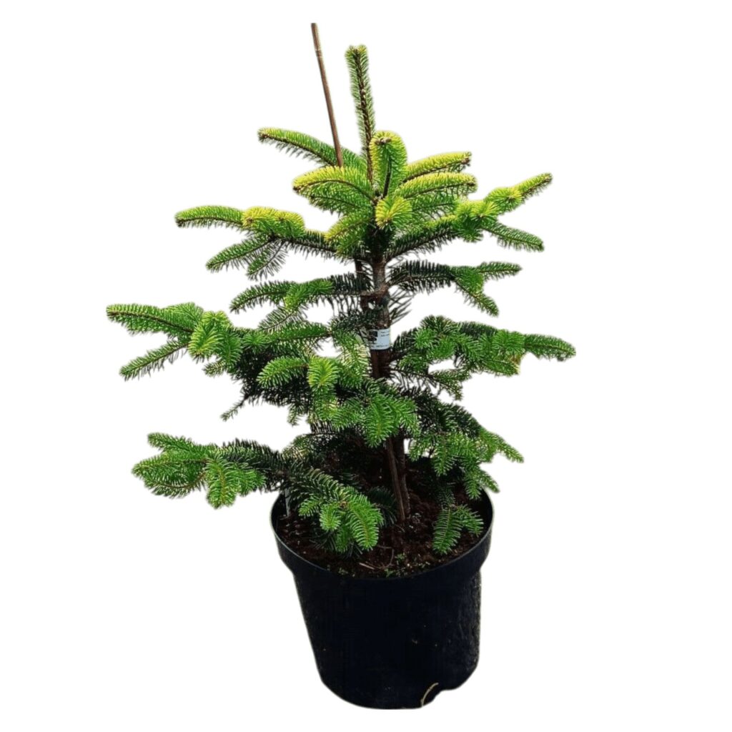 Normand fenyő (Abies nordmanniana)
