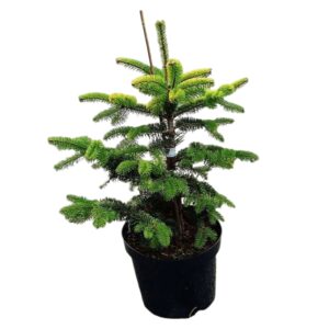 Normand fenyő (Abies nordmanniana)