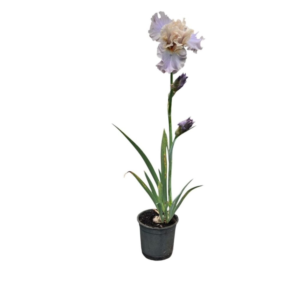 Nőszirom (Iris germanica)