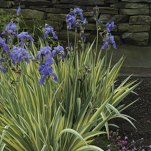 Nőszirom (Iris pallida 'Variegata')