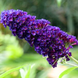 Nyári orgona (Buddleia davidii 'Black Knight')