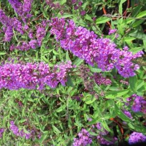 Nyári orgona (Buddleia davidii 'Border Beauty')