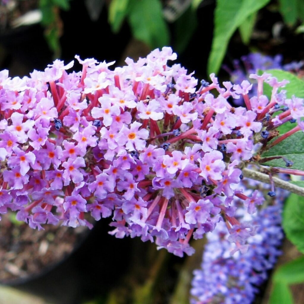 Nyári orgona (Buddleia davidii 'Ile de France')
