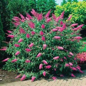 Nyári orgona (Buddleia davidii 'Pink Delight')