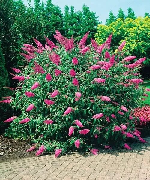 Nyári orgona (Buddleia davidii 'Pink Delight')
