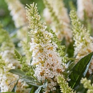 Nyáriorgona (Buddleia 'Butterfly Candy Little White')