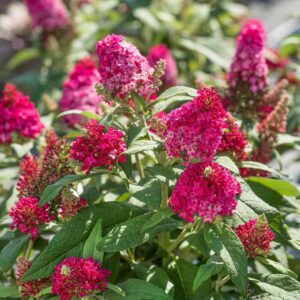 Nyáriorgona (Buddleia davidii 'Butterfly Candy Little Ruby')
