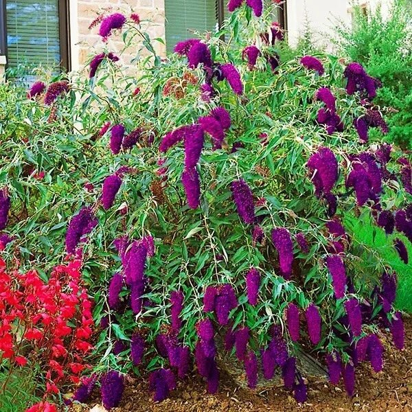 Nyáriorgona (Buddleia davidii 'Nanho Purple')