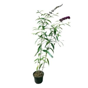 Nyáriorgona (Buddleia davidii 'Royal Red')