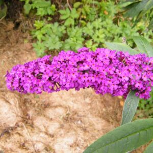 Nyáriorgona (Buddleia davidii 'Royal Red')
